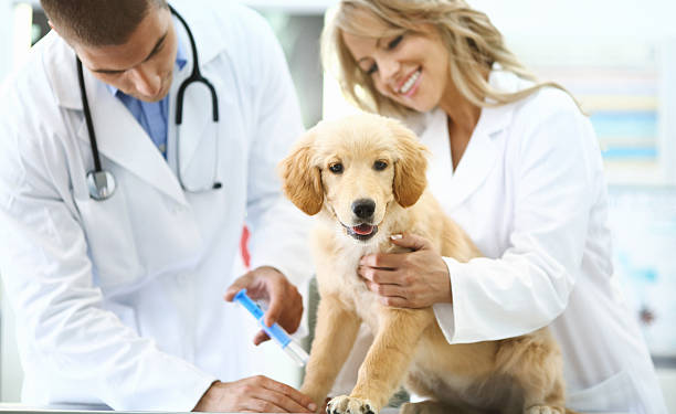 El Trabajo En Equipo Del Veterinario Veterinario - Banco de fotos e ...